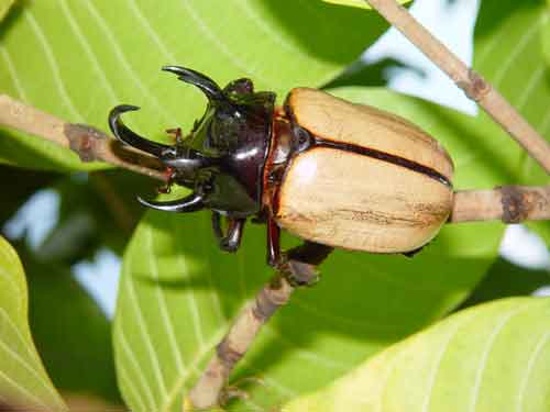 その他 Giant Beetles: Euchirinae - Dynastinae その他 Giant Beetles: Euchirinae - Dynastinae Dynastinae